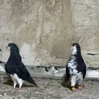 نر و ماده خشرنگ|پرنده|کازرون, |دیوار