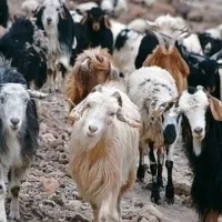 فروش تعدادی بزغاله باقیمت عالی