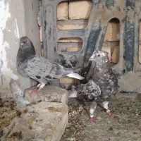 نرو ماده سرور دم سفید