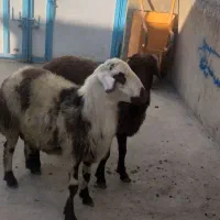 بره قوچ افشاری|حیوانات مزرعه|بیستون, |دیوار