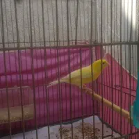 قناری نر روسی|پرنده|بندرعباس, |دیوار