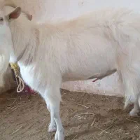 یک عدد تکه وبزغاله نر پر شر وشور سانن|حیوانات مزرعه|تربت جام, خیرآباد|دیوار
