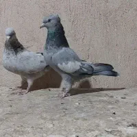 ماده سرک کاکولی سبز سوسنی تافته ای