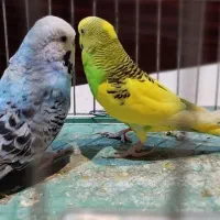 مرغ عشق انگلیسی