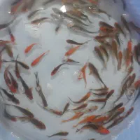 بچه ماهی کُوی برکه ژاپنی|ماهی|اصفهان, سودان|دیوار