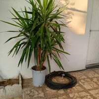 فروش گل یوگا|گل و گیاه طبیعی|بندر انزلی, چهارفریضه|دیوار