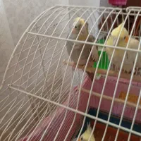 دو جفت عروس هلندی ویک مرغ عشق