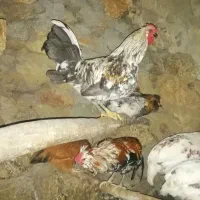 مرغ و خروس گلین