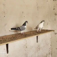 یک جفت بدرنگ|پرنده|محمدیه-قزوین, |دیوار