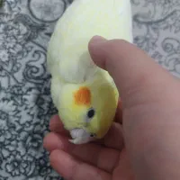 عروس هلندی کپلی