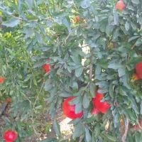 انار میخوش کوهمره|خوردنی و آشامیدنی|شیراز, شهرک مخابرات|دیوار