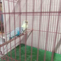 مرغ عشق|پرنده|رشت, علی آباد|دیوار