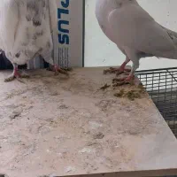 کفتر پرشتی نروماده