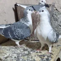 یک جفت سده کفتر عروسک