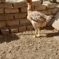 مرغ لاری|حیوانات مزرعه|رباطکریم, رباطکریم|دیوار