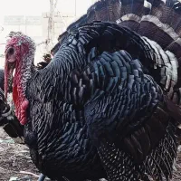 بوقلمون برنز انگلیسی نر ، با کیفیت