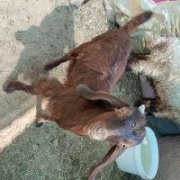 بز جوان و بره نر  فروشی