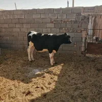 گوساله ماده