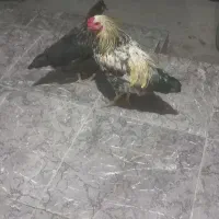 یک ماکیان و یک خروس محلی