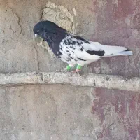 کبوتر رنگی|پرنده|اهواز, کیانپارس |دیوار