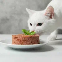 غذای خونگی مخصوص گربه ها