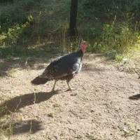 بوقلمون ماده نژاد برنز امریکایی چاق چاق