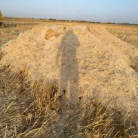 کاه گندم (خوزستان)