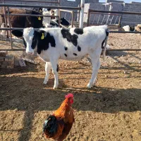 گوساله|حیوانات مزرعه|تربت جام, میان جام|دیوار