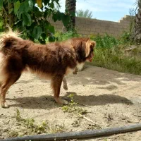 سگ پاکوتاه خونگی