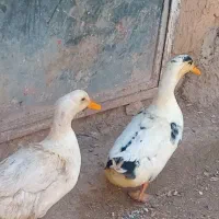 دوعدد اردک نر