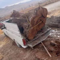 خرید انواع درخت خیس و خشک و تیر سقفی