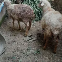 دو عدد گوسفندنر