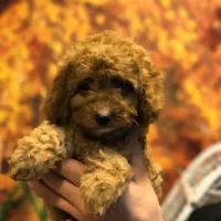 توله سگ پودل توی عروسکی - اپریکات و رد و دارک رد