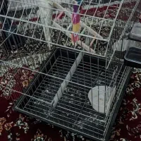 عروس هلندی گل باقالی نر همراه با قفس|پرنده|کرمان, |دیوار