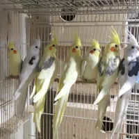 عروس هلندی سرلاکی وبالغ نرو گرینچک|پرنده|بندرعباس, |دیوار