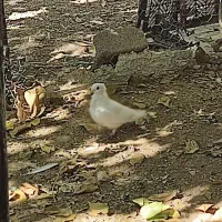 کبوتر