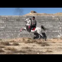اسب