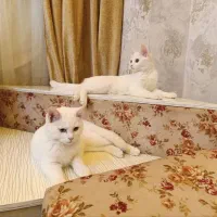 گربه پرشین چشم ابی و عسلی