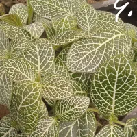 گل الوکازیو|گل و گیاه طبیعی|بروجرد, |دیوار