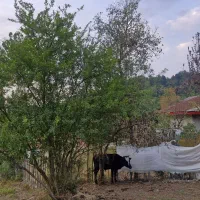 فروش زمین داخل طرح۲۰۰متری  لاهیجان چهلستون|فروش زمین و ملک کلنگی|لاهیجان, آهندان|دیوار
