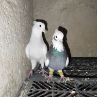 کبوتر طوقی سبز طوق آبی|پرنده|شیراز, شهرک سعدی|دیوار