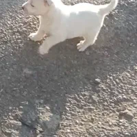 سگ پامر اشپیتز|سگ|الوند, |دیوار