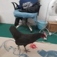 مرغ لاری، لاکندزی، گلین|حیوانات مزرعه|شاهین‌شهر, سعدی شمالی|دیوار