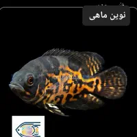 ماهی زینتی|ماهی|سبزوار, پیام|دیوار