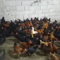 ۳۰۰عدد مرغ محلی۸ ماهه تخم گذار