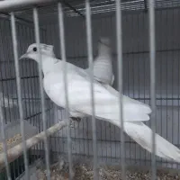 کبوتر خانگی کاکلی|پرنده|اردکان, |دیوار