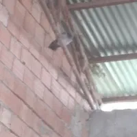 تعدادی کبوتر پرشی|پرنده|علیآباد کتول, |دیوار