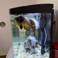 اکواریوم ۶۰لیتری|ماهی|آکند, |دیوار