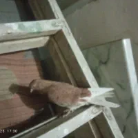 زرد نر پرشی جوجه