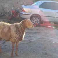 قوچ دوشیره وسه شیره